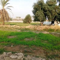 أرض • ٤٠ دونم • واسط الدبوني