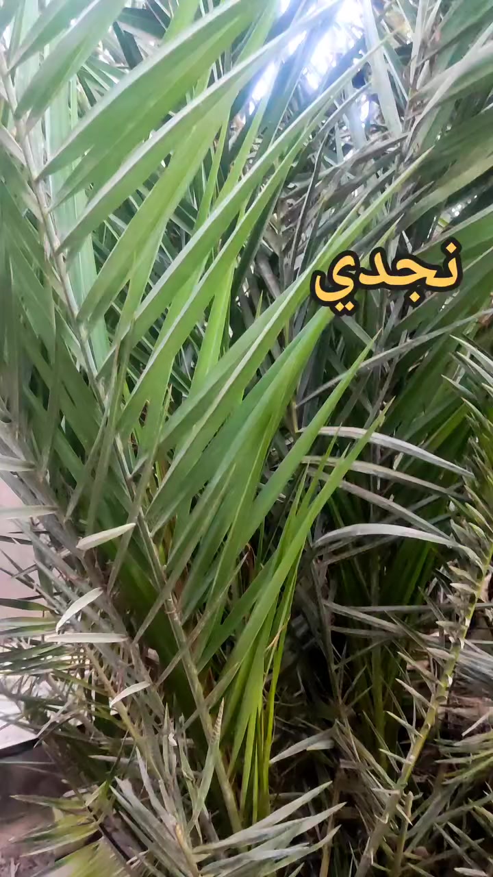 فسائل فدغ ونجدي للبيع
السلام عليكم 

فسائل فدغ عدد 7 مجذرات بالأرض تحت الام
سعر الفسيلة: 100 الف 

فسائل نجدي عدد 10 
سعر الفسيلة : 75 الف 

((القلاع على المشتري))

العنوان: الكوفة-شارع المعمل-قرب سايدين المطار الجديد

للاستفسار : ***********
