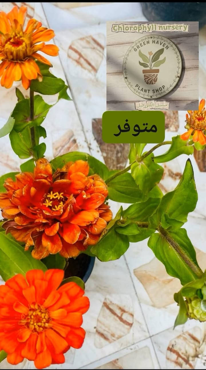 متوفر نباتات بأسعار مناسبه @إشارة


**إذا كنت صاحب هذا الإعلان وتريد حذفه لأي سبب، رجاءا أرسل رسالة إلى الدعم الفني**