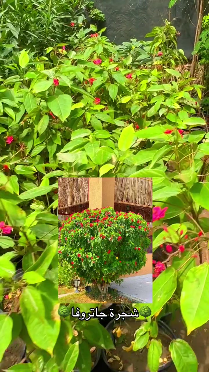 🌳شجرة الجاتروفا متوفره الارتفاع متر سعر القطعة 8.000 دينار العنوان البصرة القرنة نهر الباشا قرب السيطرة عامود رقم 4 متوفر خدمة توصيل داخل القرنة فقط🌳 #مشتل_الشجرة_الطيبة #الشيخ_حازم_الباوي #قصصواقعية #قصص #محاضرات_دينية #نباتات


**إذا كنت صاحب هذا الإعلان وتريد حذفه لأي سبب، رجاءا أرسل رسالة إلى الدعم الفني**