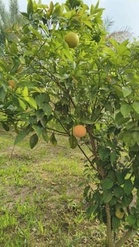أبي غريب • حميد شعبان الوسطاني • دونم طابو زراعي