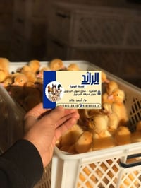 بط مسكوفي • بغالي بعين حمرا • العامرية