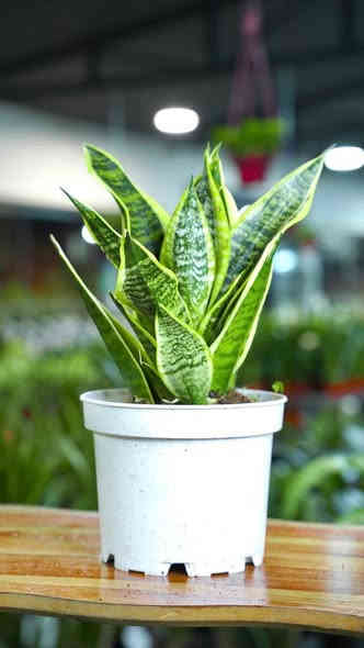 صور نباتات💕 تركيه ♥️من داخل #مشتل_النورين متوفر كميات كبيره وبأسعار مناسبه💞 
 عنوانه #شارع_الغطاس_خلف_المجمع_السوري 
 كذالك تتوفر خدمه توصيل داخل الصويرة فقط 
-----***********📞
📱
-----***********📞
