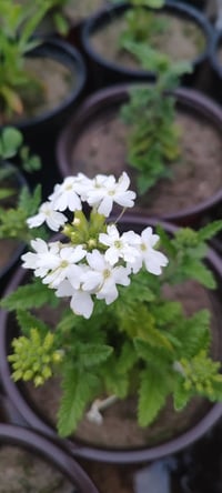 ازهار موسمية • شقائق النعمان • توصيل الموصل