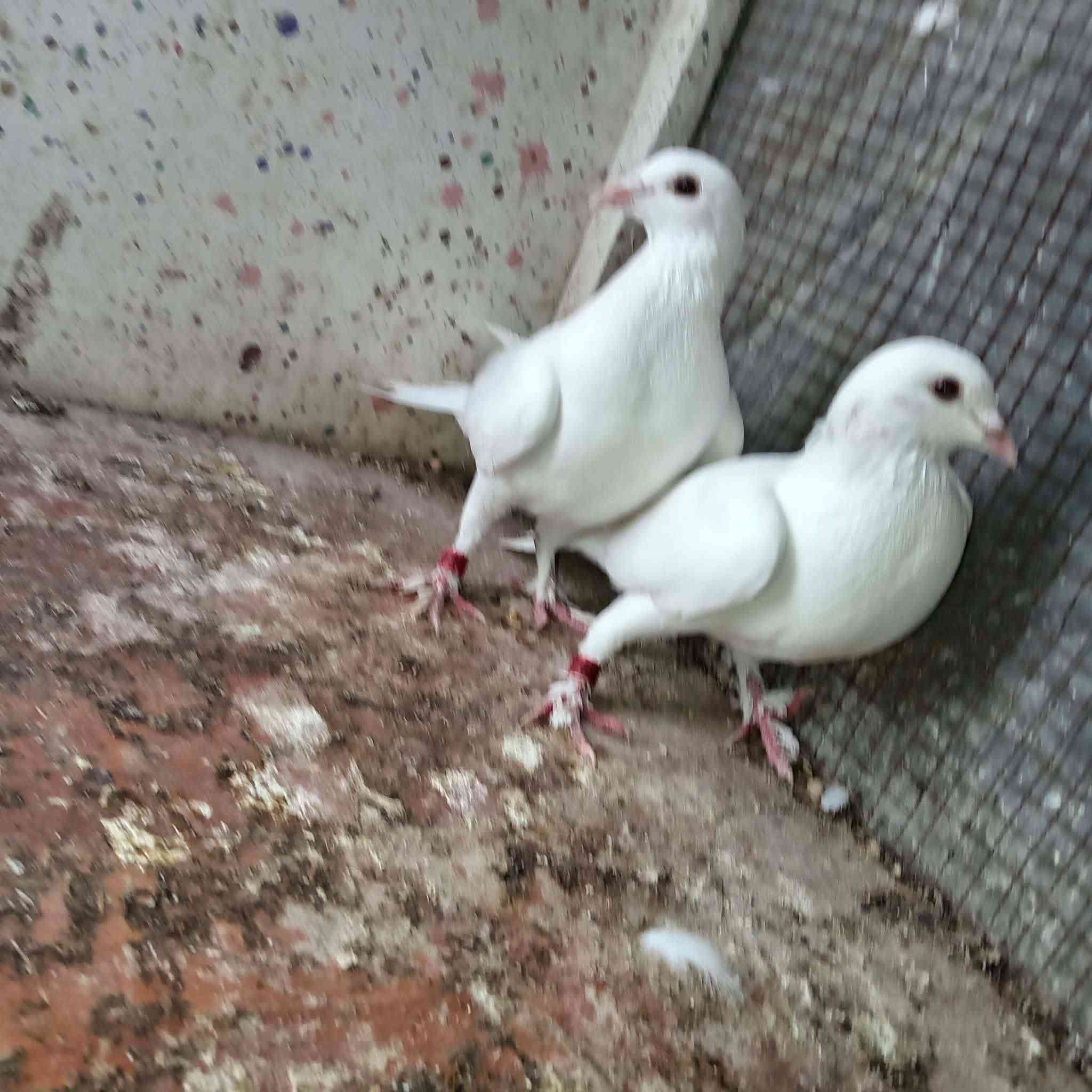 متاح زوج زواجل بيض بعدهن مخالف
وياهن 3 نثايه زواجل سعر الزوج 10 
المكان الرمادي سجاريه


**إذا كنت صاحب هذا الإعلان وتريد حذفه لأي سبب، رجاءا أرسل رسالة إلى الدعم الفني**