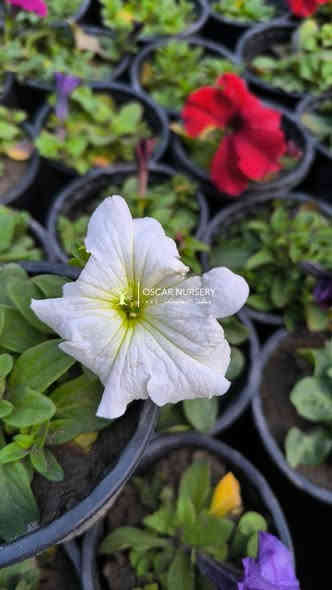 نبات البيتونيا 
متوفر داخل المشتل 

📍 زورونا في موقعنا:
مشتل الأوسكار – حي الحنانة – شارع نجف _ كوفة
(مقابل غرفة تجارة النجف و فريندز كافيه ومطعم شريف– مجاور متنزه الحنانة العائلي)

🕗 أوقات الدوام:
من 8:30 صباحاً إلى 8:00 مساءً

📞 للطلب والاستفسار:
*********** – ***********
(اتصال / واتساب / مراسلة عبر فيسبوك)
 متوفر دفع  زين  كاش ومتوفر ماستر  

🚗 يتوفر توصيل داخل النجف
موجودين في تطبيق توترز لبعض المواد الزراعية 

أهلاً وسهلاً بكم دائماً في مشتل الأوسكار 🌹🌹🌹
