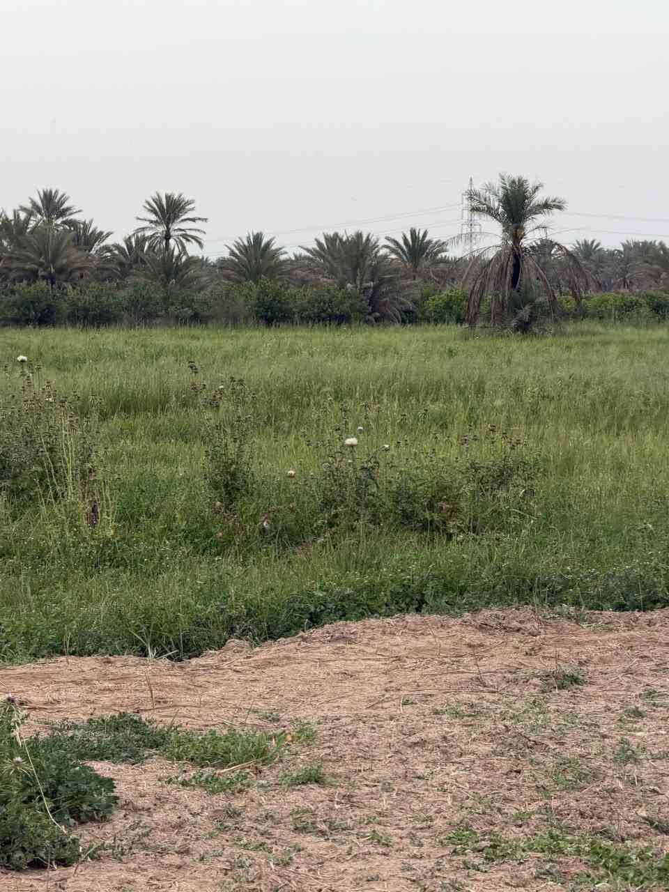 السلام عليكم ورحمة الله وبركاته اخواني دوانمين2البيع واجها 50متر بغداد الراشدية جميع خدمات متوفره ب الارض ماي ساله ماي سكي من نهر دجلة كهرباء السعر الدوانم واحد 85بيةًمجال 
اللاستفسار ‭***********‬
