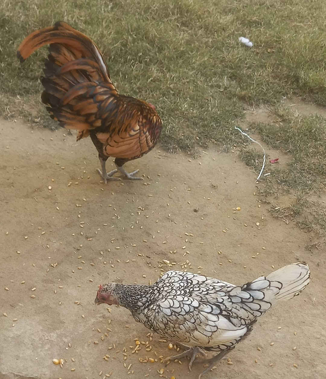 متاح
زوج اسباني كما واضح بالفيديو بكد جف الأيد
نصاحه خير من الله  .الدجاجه تريد تبيض(تكاكي)
#سـ الزوج 80
سامراء


**إذا كنت صاحب هذا الإعلان وتريد حذفه لأي سبب، رجاءا أرسل رسالة إلى الدعم الفني**