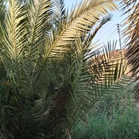 بيت للبيع • منزل للبيع • عقار للبيع • ارض للبيع • الخليليه • بيت الخلي...