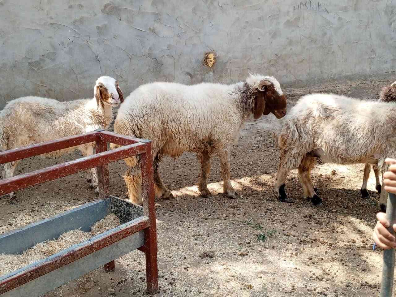 يا الله خروف ونعاج 4عنواني كربلاء عون شارع بغداد دخول كربلاء عمود 276وهاذى رقمي ***********
