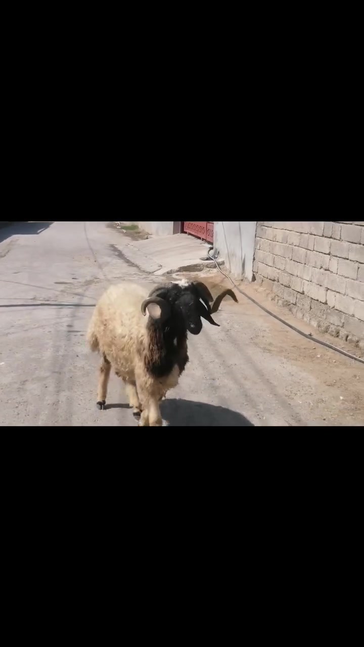 يوجد كركور ول نطاط شرط الفحل العنوان بيجي***********
