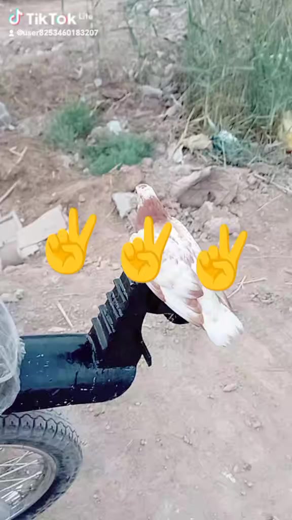 سلام عليكم دراجه البيع نامه مكينه شرامنجه مكفوله معمره تعميره كامله اصوليه اوراق سعر  500وبيها مجال ***********واخاص موجود
