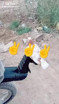 دراجه البيع نامه مكينه شرامنجه مكفوله معمره تعميره كامله اصوليه اوراق ...