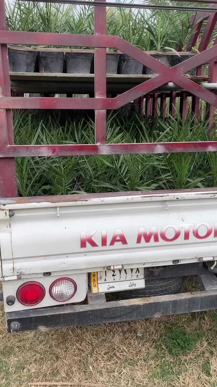 تحية طيبة 
تجهيز وجبه اخرى من صنف البرحي 
بعد إصدار الشهادة الصحية …


**إذا كنت صاحب هذا الإعلان وتريد حذفه لأي سبب، رجاءا أرسل رسالة إلى الدعم الفني**