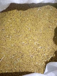 يوجد بزر جت درجة اولى 07800676460