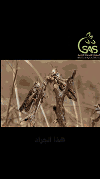 الجراد (Locusts) و ما اضراره على المحاصيل وكيف العلاج (شاهد الفيديو) 

التوصيل متوفر لكافة محافظات العراق 
تحيات ادارة الصنوان للخدمات الزراعية 
عنوان المكتب:-
الفرع الاول/بابل-حلة/باب المشهد- ركن مستشفى الولادة
الفرع الثاني/بابل - حلة /عوفي 

للاستفسار :-
***********
***********
#الصنوان_نبني_الوطن
@أبرز المعجبين
