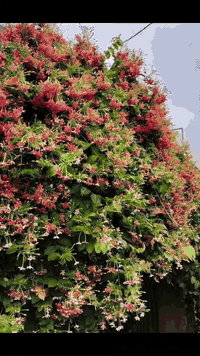 من لم يزرعه في حديقته فحديقته ناقصة 

الياسمين الهندي .. نبات متسلق جميل جداً 
سريع التكاثر وسريع جداً في النمو 
 يتسلق أي شيء في طريق نموه 
 أسوار أشجار أي مكان ! 
يتميز برائحته العطرة جدا التي تفوح في ساعات المساء ورائحته باردة رائعة أشبه بالفل .. يحمل أزهاراً تمر بثلاثة الوان في مجماميع تكون على هيئة قطوف

للطلب والاستفسار ***********

نباتات  داخلية  خارجية  صباريات 
ادوات زراعية  جميع  انواع التربة  اكسسوارات نباتية هدايا  و جميع انواع السنادين 
لمعرفة المزيد يمكنك  ارسال  رسالة  ع الخاص 📨
