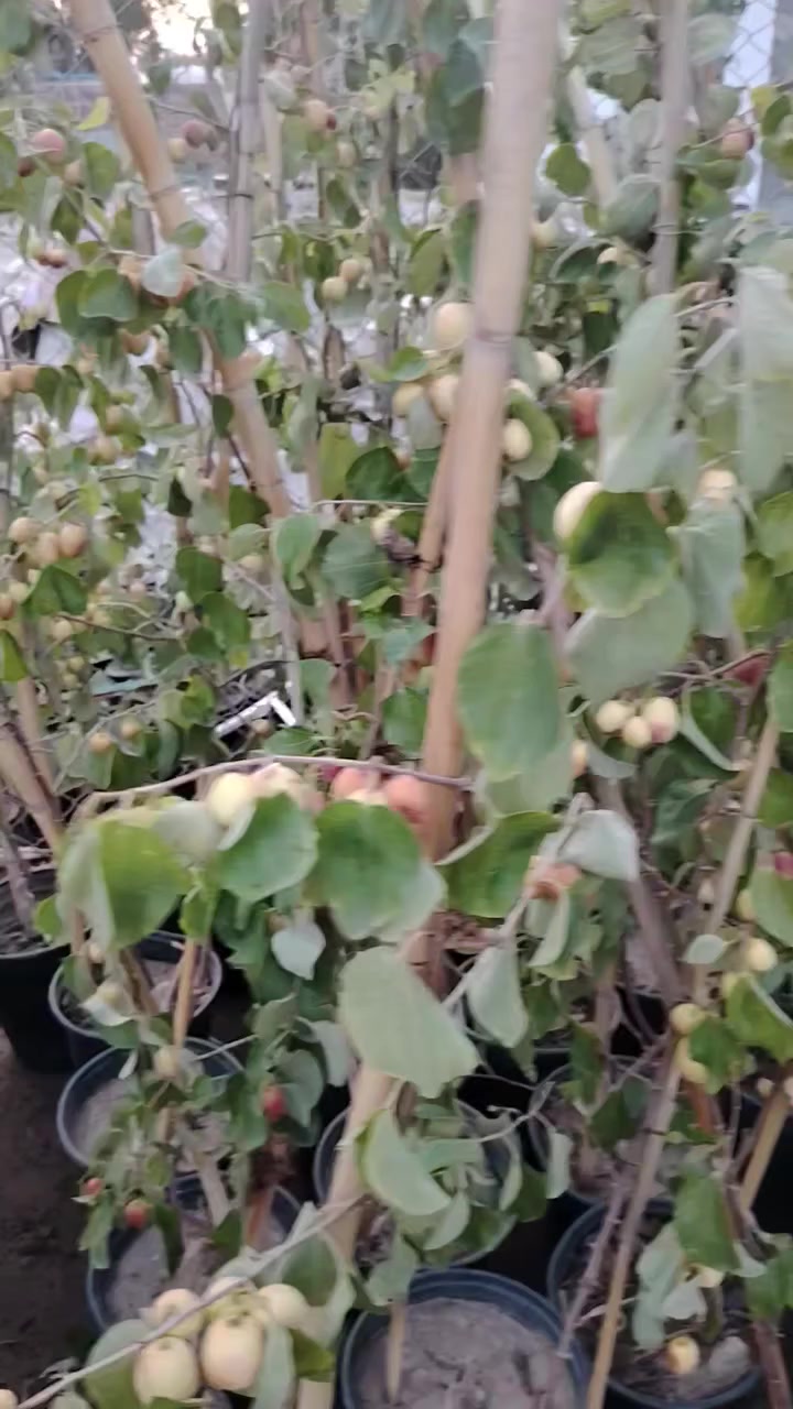 متوفر نبك (بصراوي. تايلاند. باكستاني. الزيتوني)
سعر الشتله ١٣
العنوان/ديالي المقداديه منطقه الأحمر مجاور شارع المقداد *********** مشتل المقداديه
