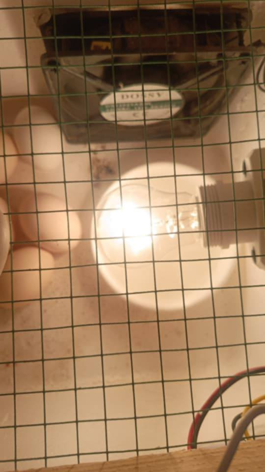 فقاسه للبيع مكان نهروان شارع 60
اليريدهه يتصل ***********
تشيل من 30 لل40 بيضه
