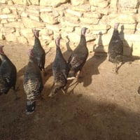 الموصل الجانب الأيمن • عدد ٩ • فول صحي