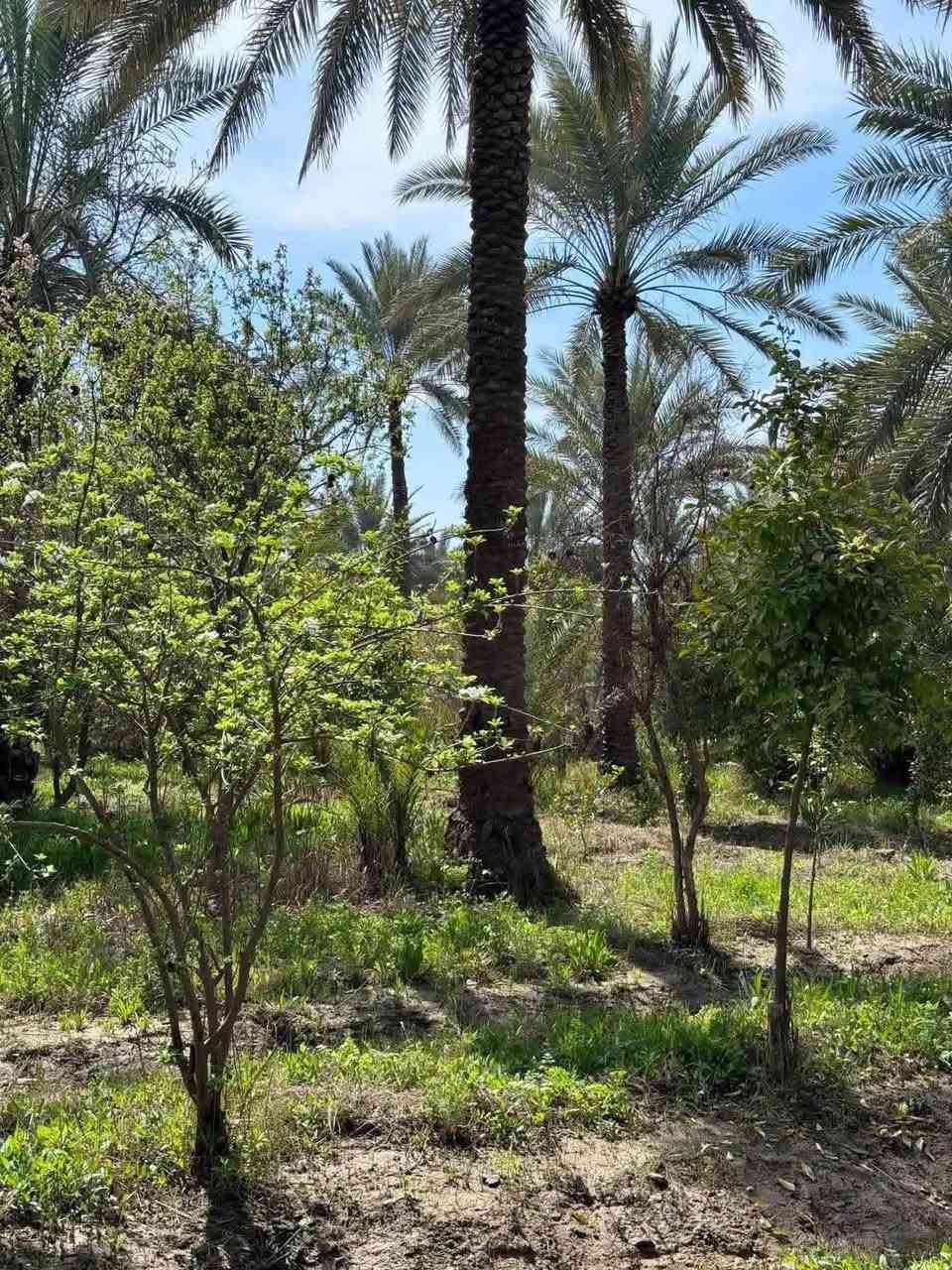 على بركـة الله ☑️
يعـلن مكتٌب عقارات الأميـر 🗄️🎖️

 : 📍عـن توفر دوانـم على شط العرب حصراً  🌾.

📍:  عـن توفر دوانـم وأنصاف دوانم وأرباع سكنية 🏘️🏚️.

📍بالاضافة الى وجود دور سكنية بمختلف المساحات 🆎
 ( الفيروزية ، زين العابدين ، اليوبة ، باب الهوى ، الحوطه )

🆎 المكتب مجاز قانونـياً 📈⛳️

عنوان المكتـب : 
📍الجزيـرة الشارع العام مقابل شارع باب الهوى
 
للأستفسار : 
***********
***********
