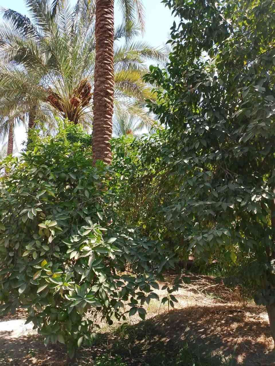 سلام عليكم توجد مزرعة للبيع مساحه دونمين تحتوي على بيت وحقل دواجن طابو زراعي سند25 تحويل بسم المشتري مباشر العنوان بغداد الراشديه قرب البحيرة الاتصال على الرقم *********** اتريد دونم ابيعلك
