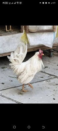 ديج كويتي • صحي • متاح