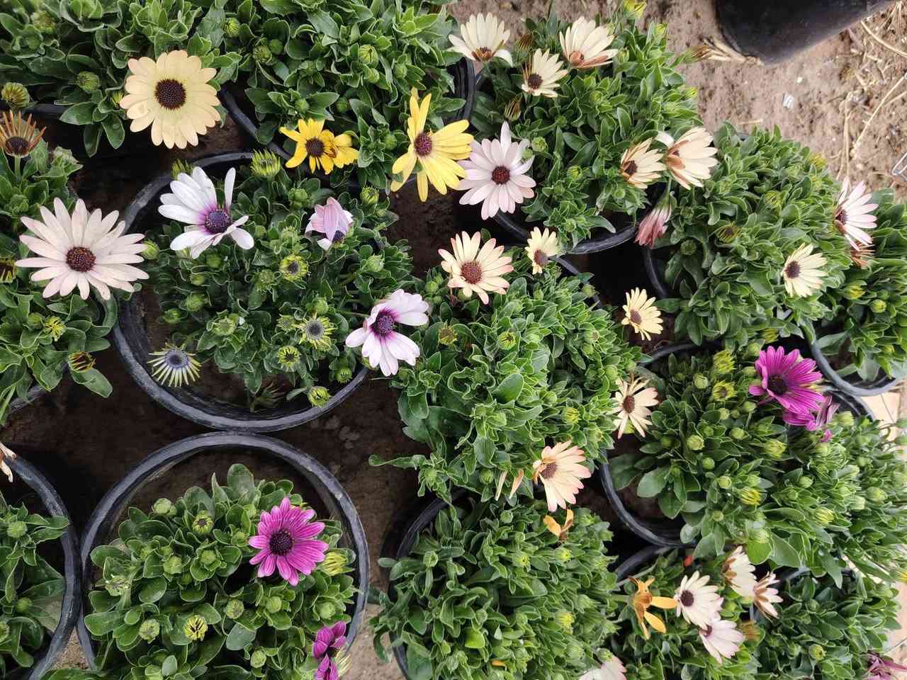 السلام عليكم
عرض اليوم
نبات الاستر الدائمي 
القطعه اب 2000 
توصيل موجود للمناطق القريبه
الموقع /قضاء الخالص _ناحيه هبهب _عرب شوكه قرب مندي ماجد

واتس او للاتصال
***********
