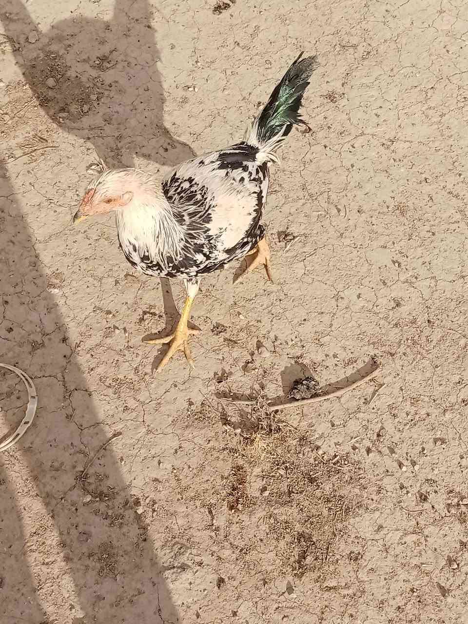 ديوكه عرب الاصلي فراريج عمر 5اشهر التواصل. السعر 8آلاف


**إذا كنت صاحب هذا الإعلان وتريد حذفه لأي سبب، رجاءا أرسل رسالة إلى الدعم الفني**