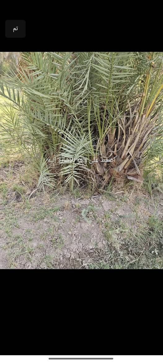 سلام عليكم من رخصه مدير الكروب متاح فراخ نخل النوع ستعمران وخضراوي سعر 4تلاف***********
