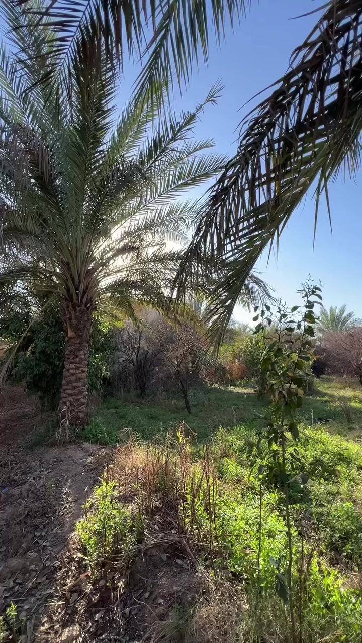 � بستان للبيع – فرصة مميّزة 🌿

📐 المساحة: 3100 متر مربع
📏 الواجهة: 55 متر
📏 العمق (النزال): 56 متر

📄 الطابو: زراعي – سند 25
 التحويل باسم المشتري مباشرة

⚙️ الخدمات المتوفّرة:
💧 ماء
⚡️ كهرباء
🧱 تبليط

📍 الموقع: بغداد – الدورة / عرب جبور

📞 للاستفسار والتواصل: ***********

 #عقارات_بغداد #مزارع #دوانم #اكسبلور #العقاري_عيسى_الجبوري #fypシ #fypシ゚viralシ
