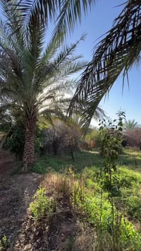 � بستان للبيع – فرصة مميّزة 🌿  📐 المساحة: 3100 متر مربع 📏 الواجهة: 55 ...