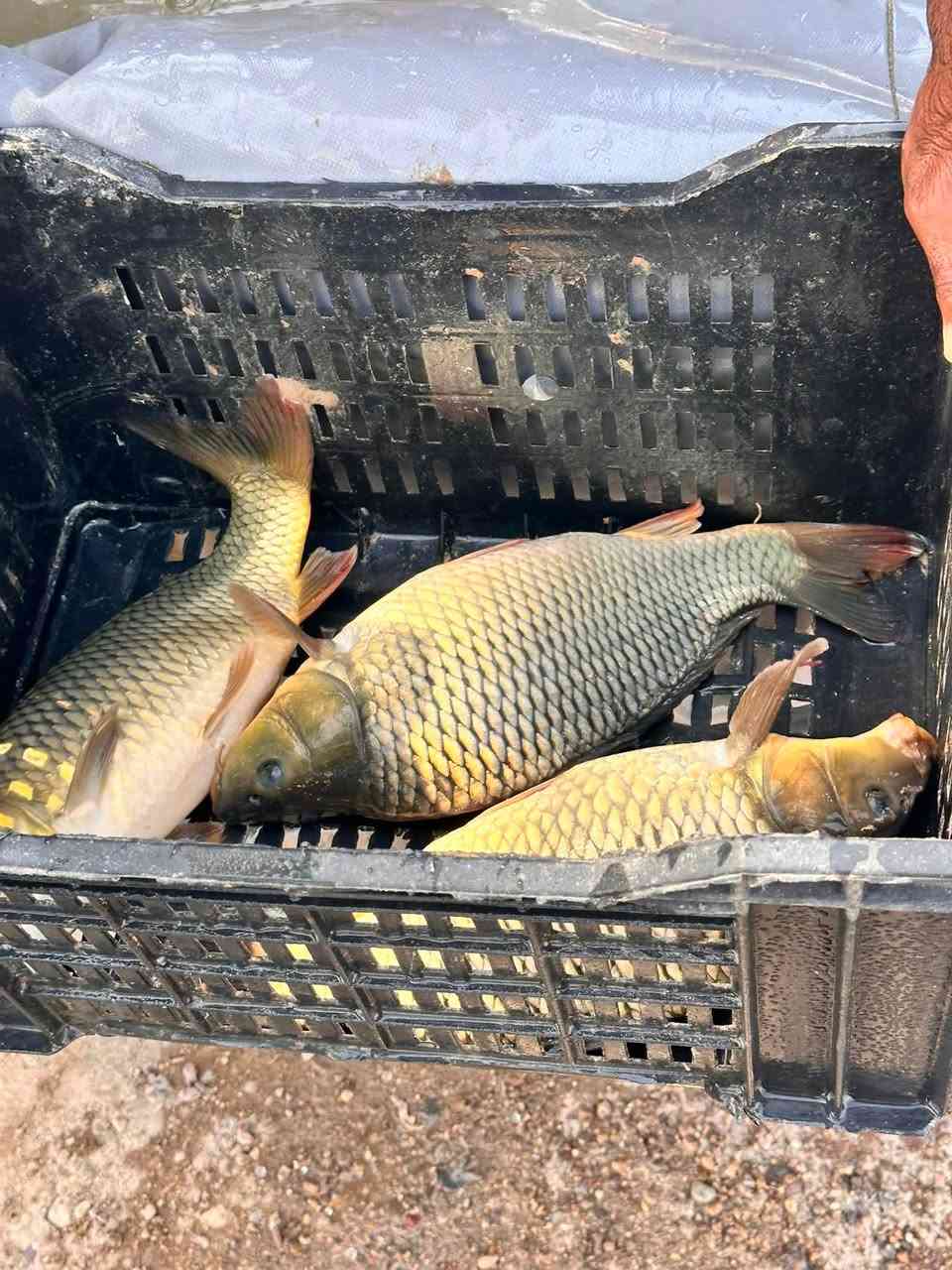 يوجد سمك للبيع متواجدين قري سيطره حي المزرعه سعر كيلو 5ونص
ملاحظة يوجد لدينا كافه الاوزان استفسار او حجز اتصل ***********

‭***********‬
