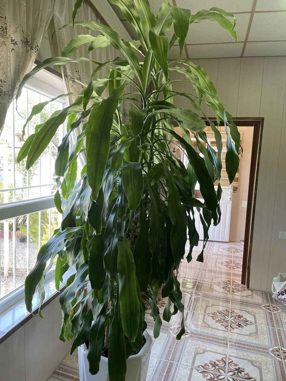 گوڵی سروشتی
هەڵەبجە
بۆ فرۆشتن


**إذا كنت صاحب هذا الإعلان وتريد حذفه لأي سبب، رجاءا أرسل رسالة إلى الدعم الفني**