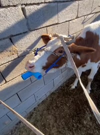 تم توفير جهاز سحب المعادن من كرش الابقار بدون عمليات جراحية للاستفسار ...