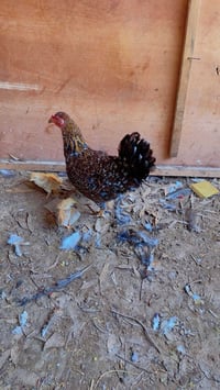 دجاجه بورسلاين حبه وحبه وبناتها دندراويات وفريات وراها ٦ افراخ  عمرهن ...