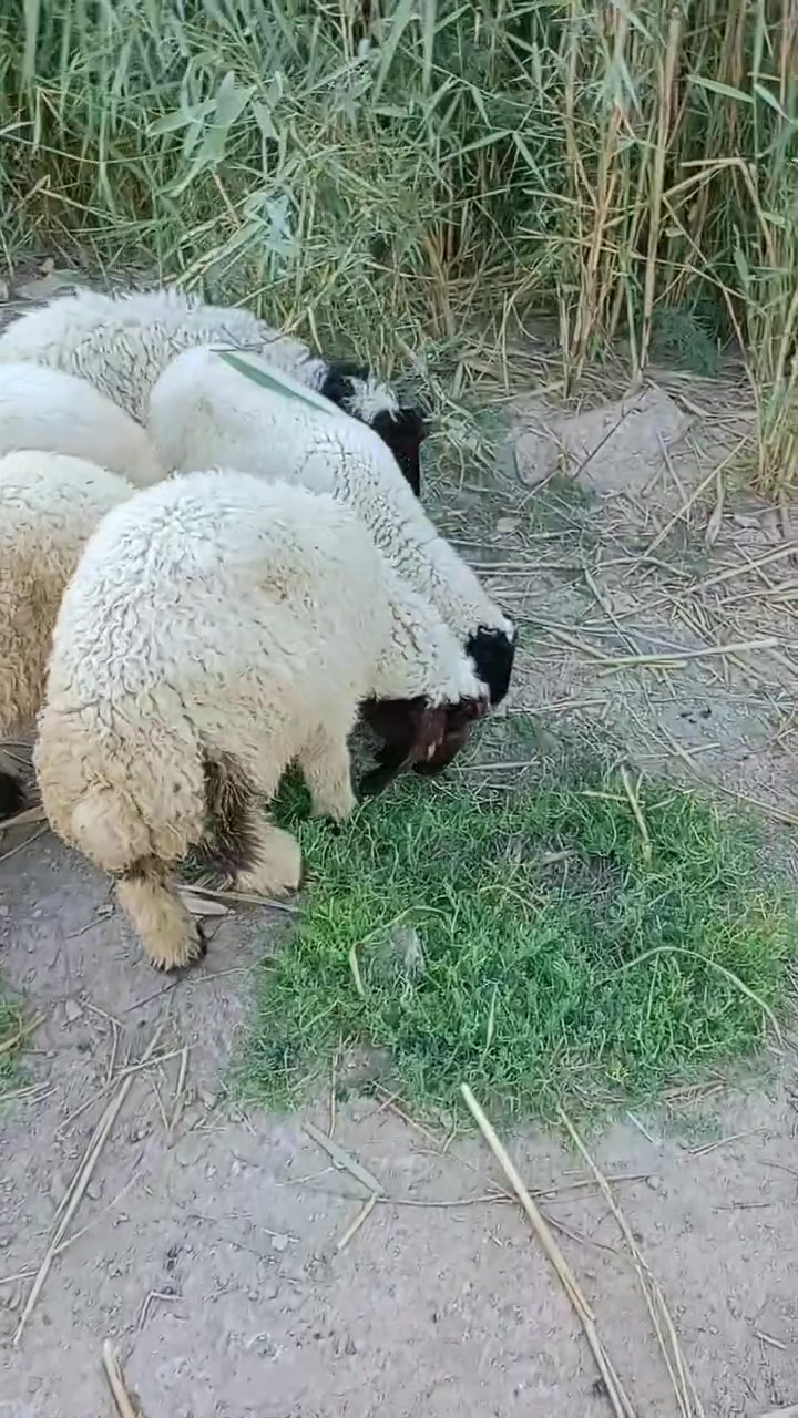 5طليان للبيع كصه وحده 2نثايه و3ذكوره طليان حلوات مال نذر الشراي بيه خير ويدلل مكان الكوت الخاجية شارع بدرة وهذا رقمي ***********
