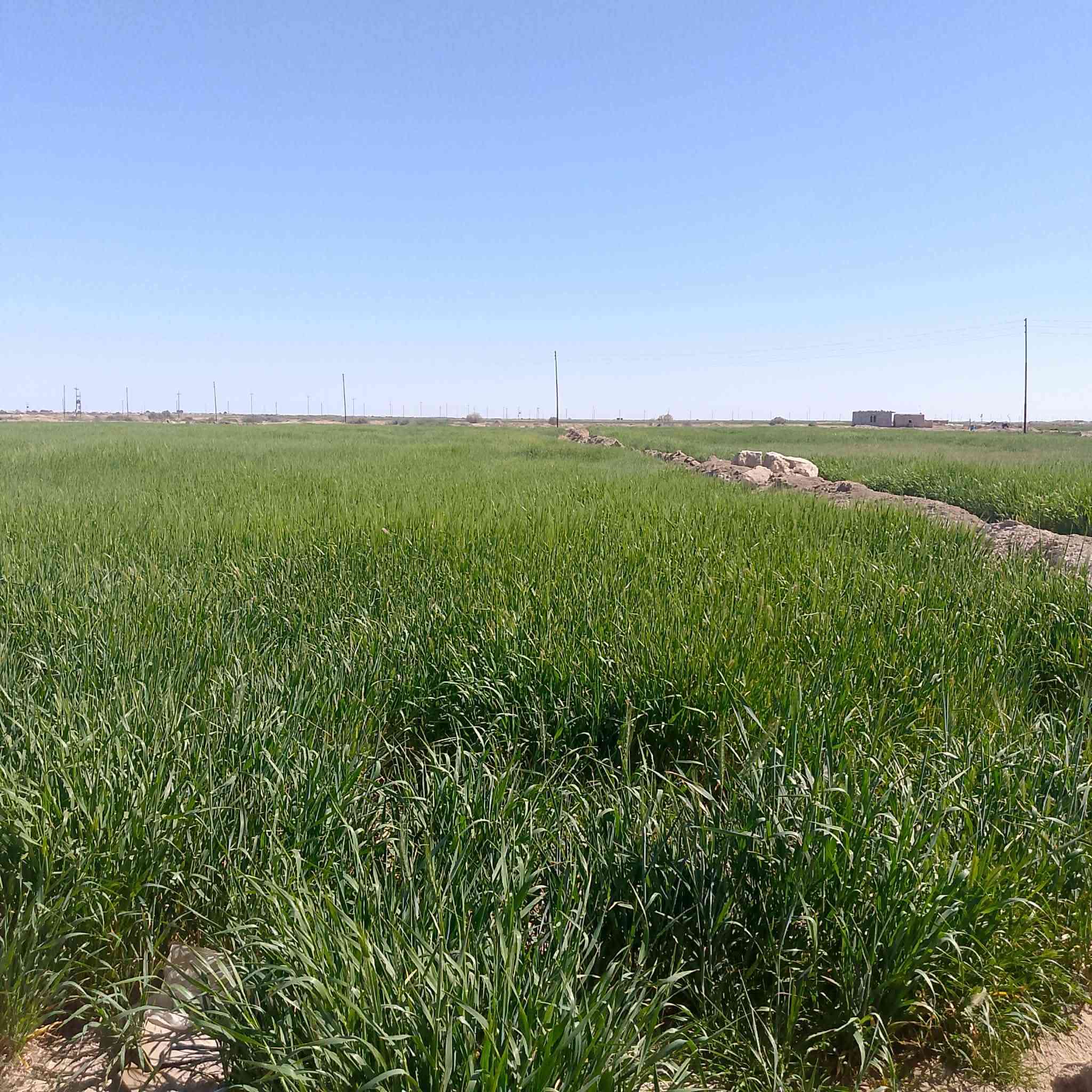 مكلف بل نشر شروه 120 دونم البيع المكان السماوه الرحاب  رقم صاحب الشروه‭ ‭
*********** للتواصل واتساب
