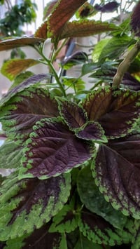 نباتات • للبيت والحديقة • كمية محدودة