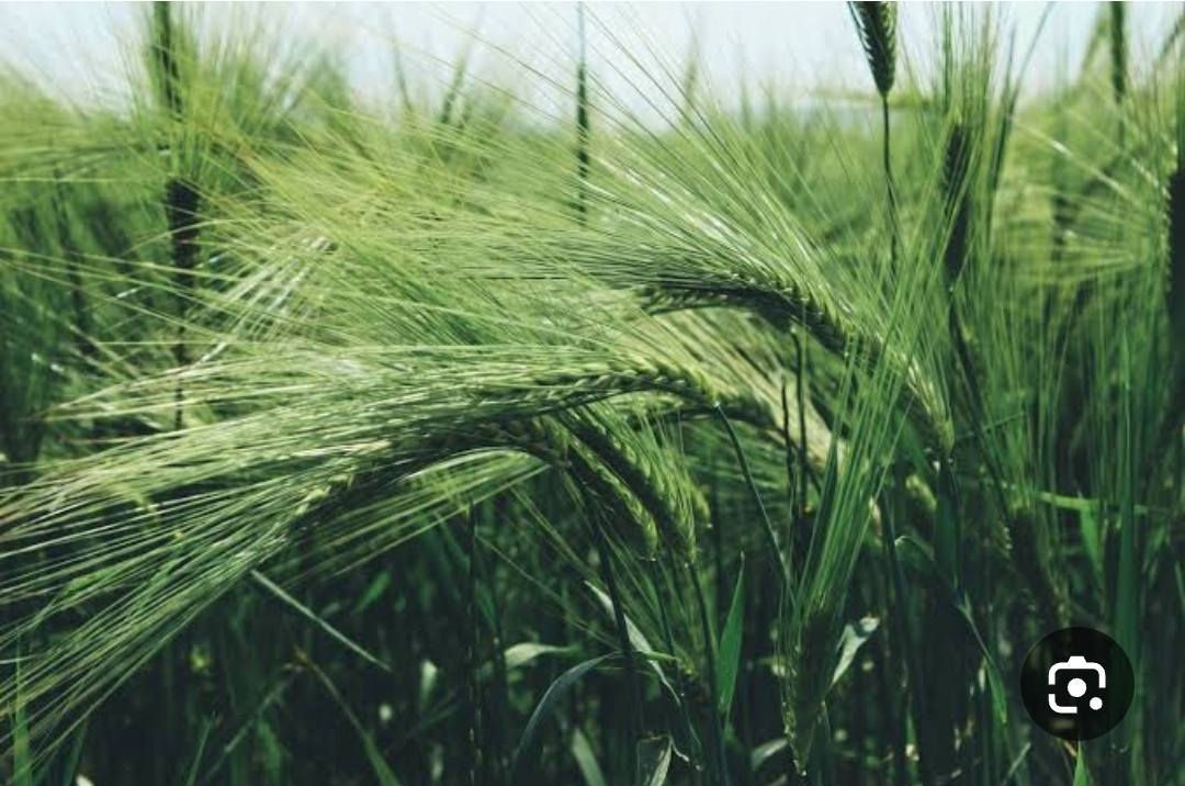 ⛔غسل أو استصلاح الأرض المالحه ( الصبخه)
🍀 النباتات "الكانسة": الحل الطبيعي الذكي لتنظيف التربة من الملوحة!
هل تعتقد أن الأرض الملحية "ميتة"؟ 
الفكرة الذكية هي أن نزرع فيها نباتات لا تتحمل الملوحة فحسب، بل "تسحب" الأملاح من التربة وتخزنها في أنسجتها!
عندما نحصد هذه النباتات ونُبعدها عن الأرض، نكون قد أزلنا الأملاح فعلياً من تربتنا. 🔄

🛠️ قائمة "المكنسات الخضراء" المتخصصة:

بنجر السكر 🌻
"الملك" في امتصاص الصوديوم والكلوريد من أعماق التربة. 
جذوره تعمل كمحراث طبيعي لتحسين تهوية التربة الثقيلة.

الشعير 🌾 
أكثر المحاصيل النجيلية تحملاً، يسحب أملاحاً كثيرة في فترة نموه القصيرة.
يفرز أحماضاً عضوية تذيب الكالسيوم وتساعد على طرد الصوديوم.

حشيشة الرودس 🪴 
يتحمل ملوحة عالية جداً (8000 جزء في المليون)، ومجموعه الجذري الكثيف يغير خواص التربة. 
يمكن حشه عدة مرات، وكل حشة تسحب كمية جديدة من الأملاح.

السيسبان 🪴
يتحمل الملوحة والقلوية والغرق، ويثبت النيتروجين في التربة. 
يُقلب في الأرض كسماد أخضر لتحسين الخصوبة وبنية التربة.

📈 مقارنة توجيهية لاختيار النبات المناسب:

بنجر السكر 🌻
دوره: سحب أيونات الصوديوم 
الأفضل للأراضي الطينية الثقيلة.

الشعير 🍀
دوره: غسيل سطحي وتفكيك 
الأفضل كبداية لأي أرض بكر (جديدة).

الرودس 
دوره: سحب مستمر وتحسين قوام 
ممتاز للأراضي الرملية الملحية.

السيسبان 
دوره: تخصيب + سحب أملاح 
يستخدم لتحسين خصوبة التربة الميتة.

💎 روشتة "الزراعة الذكية" لنجاح العملية:

الحصاد والإزالة الكاملة:
لا تترك بقايا النبات في الأرض! انقل المحصول بعيداً عن الموقع حتى لا تعود الأملاح للتربة بعد التحلل.

الري الغزير (الغسيل):
صاحب الزراعة برية غزيرة لدفع الأملاح المتبقية إلى طبقات أعمق بعيداً عن منطقة الجذور.

الدعم بالجبس الزراعي:
أضف الجِبس الزراعي لتسريع عملية استبدال الصوديوم بالكالسيوم في التربة، مما يزيد من كفاءة النبات في سحب الأملاح.

التناوب والدورة الزراعية:
لا تكتفِ بدورة واحدة. أدخل هذه النباتات في دورة زراعية متكررة حتى تصل درجة الملوحة إلى المستوى المقبول للمحاصيل الاقتصادية.

⚠️ ملاحظة فنية هامة:
هذه الطريقة تتطلب صبراً (موسم أو أكثر) ولا تعطي نتائج فورية كالمغسلات الكيميائية.

فحص التربة قبل وبعد المشروع ضروري لقياس التقدم الحقيقي في خفض الملوحة.

🌿 الخلاصة:
الأرض الملحية ليست عدواً، بل هي أرض مجهدة تحتاج لصديق يفهمها. هذه النباتات هي أصدقاؤها الطبيعيون الذين يشفونها من الداخل.

لا تلعن الملوحة.. استخدمها كفرصة لزراعة محاصيل ذكية تنظف أرضك وتعود عليها بالخصوبة! 🧹💧

💬 هل جربت زراعة أي من هذه المحاصيل في أرض ملحية؟ شاركنا تجربتك وتحدياتك!
🌱 "Sweeper" Plants: The Smart Natural Solution for Cleansing Salty Soil!

Do you think saline soil is "dead"?

The clever idea is to plant salt-tolerant plants that not only absorb salts from the soil but also store them in their tissues!

When we harvest these plants and remove them from the ground, we have effectively removed the salts from our soil. 🔄

🛠️ List of Specialized "Green Sweepers":

Sugar Beet 🦷
The "king" of absorbing sodium and chloride from deep within the soil.

Its roots act as a natural plow to improve the aeration of heavy soils.

Barley 🌾
The most tolerant of grasses, it absorbs a large amount of salt during its short growing season.

It secretes organic acids that dissolve calcium and help to expel sodium.

 Rhodes grass 🌿
Tolerates very high salinity (8000 ppm), and its dense root system alters soil properties.

It can be cut multiple times, with each cutting absorbing a new amount of salts.

Sesbania 🌱
Tolerates salinity, alkalinity, and waterlogging, and fixes nitrogen in the soil.

It is incorporated into the soil as a green manure to improve fertility and soil structure.

📈 Comparative guide to choosing the right plant:

Sugar beet
Root: Sodium ion removal
Best for heavy clay soils.

Barley
Root: Surface leaching and loosening
Best as a starter for any virgin (new) land.

Rhodes grass
Root: Continuous leaching and improving soil structure
Excellent for saline sandy soils.

Sesbania
Root: Fertilization + salt removal
Used to improve the fertility of barren soils.

 💎 The "Smart Farming" Prescription for Success:

Complete Harvesting and Removal:

Do not leave plant residues in the ground! Move the crop away from the site to prevent salts from returning to the soil after decomposition.

Heavy Irrigation (Leaching):
Accompany the crop with heavy irrigation to push any remaining salts to deeper layers, away from the root zone.

Gypsum Application:
Add gypsum to accelerate the replacement of sodium with calcium in the soil, increasing the plant's efficiency in absorbing salts.

Crop Rotation:

Don't limit yourself to one rotation. Incorporate these plants into a repeated crop rotation until the salinity level reaches an acceptable level for economically viable crops.

⚠️ Important Technical Note:
This method requires patience (one or more seasons) and does not provide immediate results like chemical leaching.

Testing the soil before and after the project is essential to measure the actual progress in reducing salinity.

🌿 Conclusion: Saline soil is not an enemy, but rather a stressed soil that needs a friend who understands it.  These plants are your natural friends, healing you from within.

Don't curse salinity... use it as an opportunity to grow smart crops that cleanse your land and restore its fertility! 🧹💧

💬 Have you tried growing any of these crops in saline soil? Share your experience and challenges with us!

Hameed Aljizani 
#عشاق_مملكة #الزهور_النبات #كوكب_وعالم #الزهور_النبات


**إذا كنت صاحب هذا الإعلان وتريد حذفه لأي سبب، رجاءا أرسل رسالة إلى الدعم الفني**