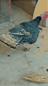 متاح تك فحل فسيفس عرب اصلي وخشن وزنه 9الا10كيلو ما اعرف مكاني بغداد تاجي غرب سيطرة الشون سعره 90بي مجال بصيط حك الجيه ***********
