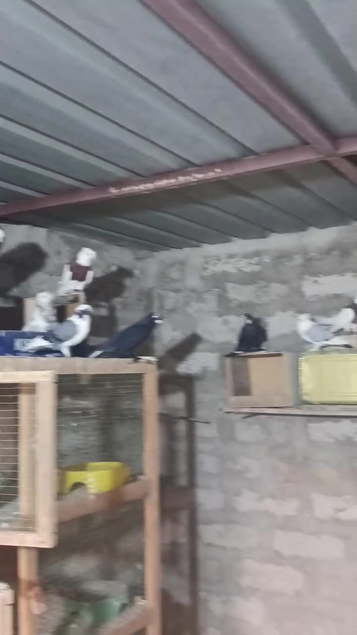 حمامات لبيع شلع مع قفص‏‪***********‬‏

