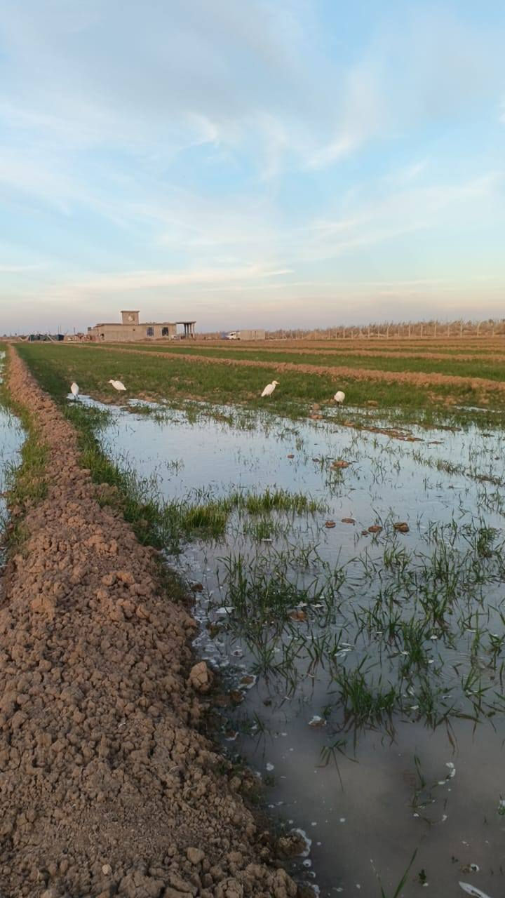 ارض زراعيه طابو في منطقه الزيدان منطقه المحمودي 3دونم سعر الدونم 33...ارض زراعيه مخدومه وحلوه مسيجه فتح بيان ثاني يوم للاستفسار واتساب ***********
