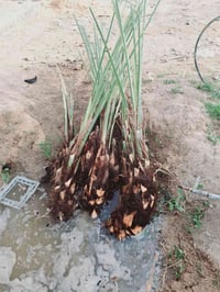 توفر فسائل بريم العدد7 والاستفسار مراسلة الصفحه او التصال. 07718270624