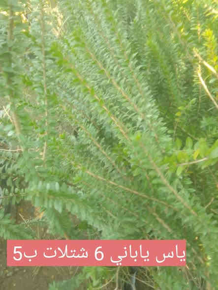 مجموعة من النباتات الشمسية والضلية .. بيع بالتوصيل فقط بعض مناطق بغداد .. الطلب راسلونا على  الخاص..او مراسلة واتس اب ***********
