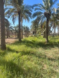 قطعة زراعي • ٤١٨م • كاع السعدون