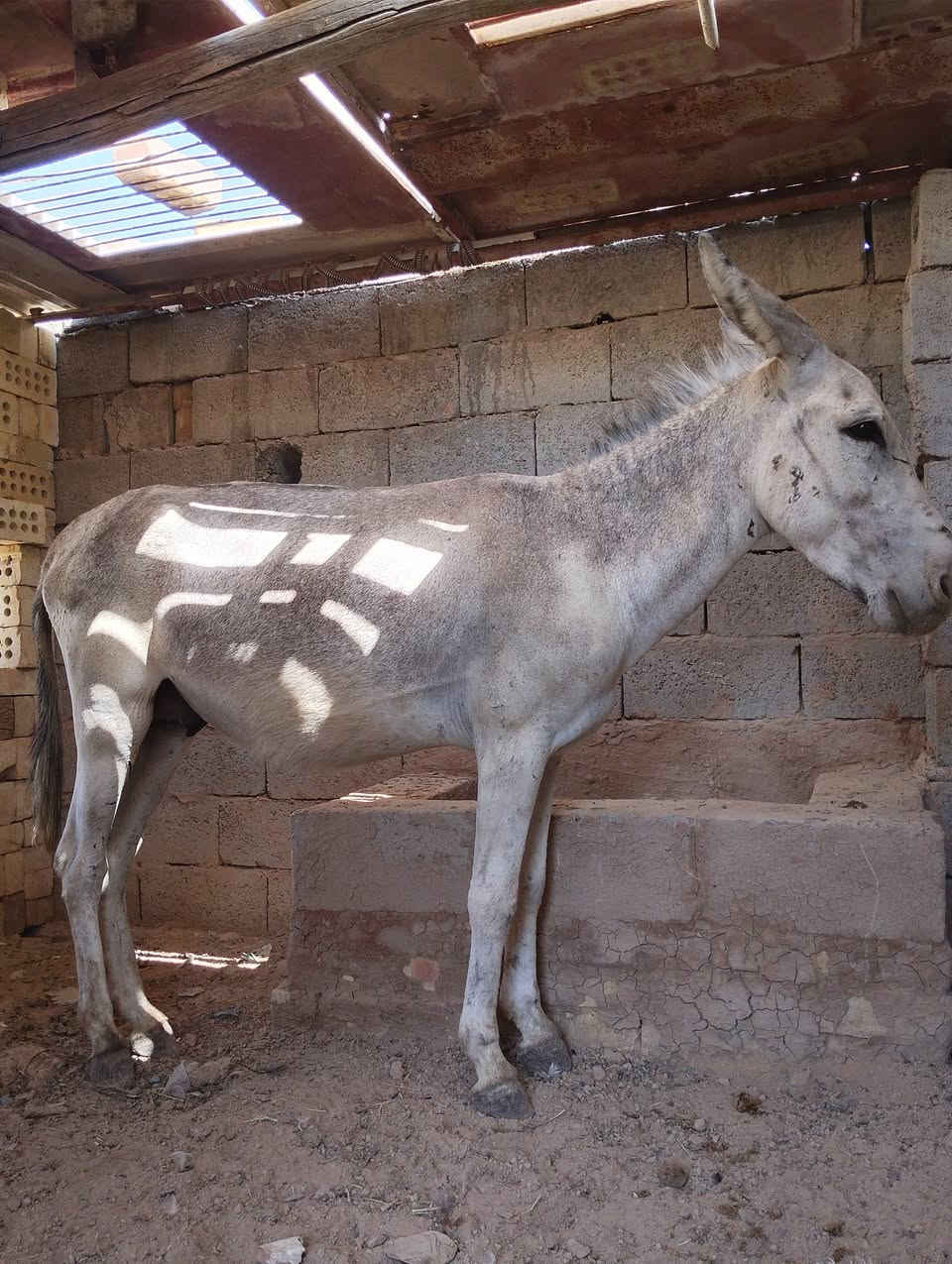 سلام عليكم شباب طرش للبيع العدد ثلاثه ‏‪***********‬‏
