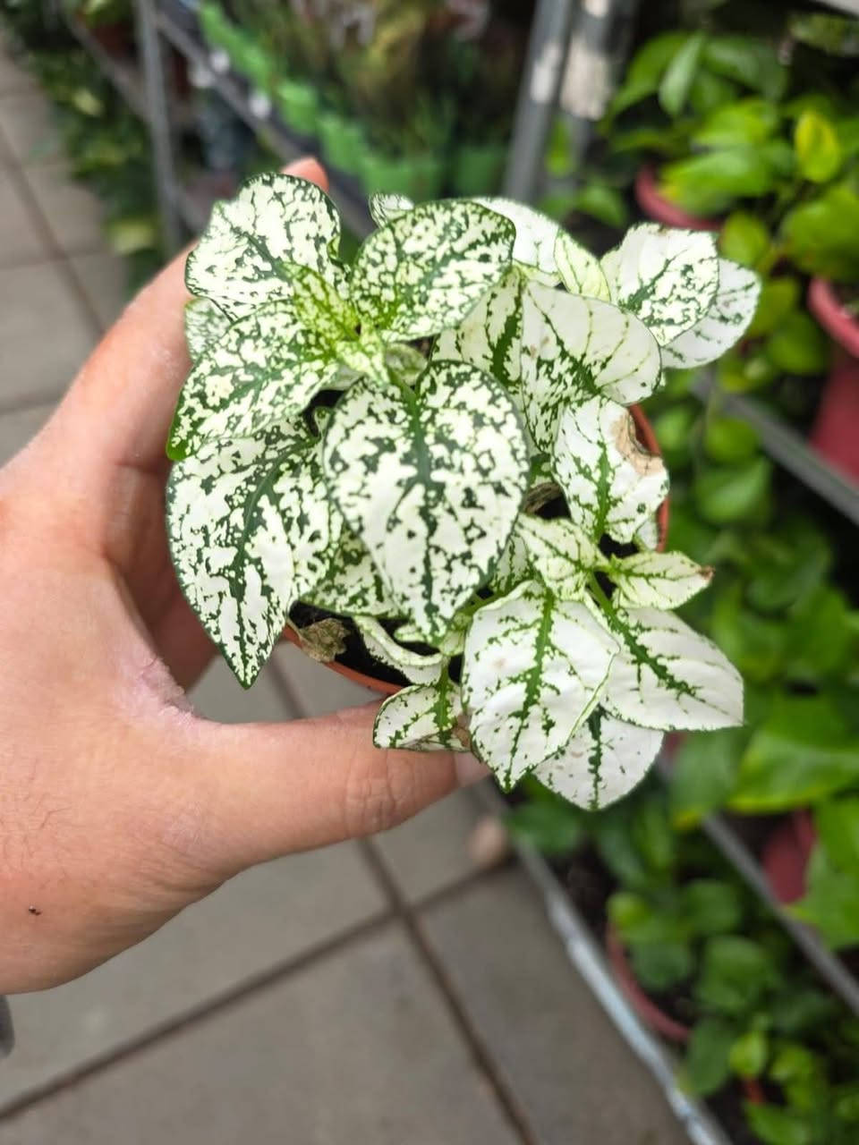 #فيتونيا او خد. العاروس 
 اانتااج اايطاالي. 
االواان بداعة 

سعر / 2 الف 
عنوان / تقاطع سبعة نيسان 

نبات جميل يزرع لجمال ألوان أوراقه المخططه أو المنقطة
توجد منه  عدة أنواع.. من النباتات التي تنمو في الدفيء والضوء الخافت لذلك تعتبر مناسبة لمن يبحث عن نبتة تتحمل قلة الاضاءة مع الحرص على عدم تعريضها  لضوء الشمس المباشر.. تحتاج للري كلما جفت تربتها علماً بأن اوراقها تبدأ بالنزول للأسفل حين تعطش وتحتاج للماء، وبعد ريها بساعات تبدأ اوراقها بالعودة لحالتها الطبيعية على ان لايتكرر تعرضها للعطش بشكل مستمر.. محبة للرطوبة لذا يساعدها رشها برذاذ الماء على ان تبقى منتعشة خصوصا في فصل الصيف.. تتكاثر بواسطة العقل الطرفية...


**إذا كنت صاحب هذا الإعلان وتريد حذفه لأي سبب، رجاءا أرسل رسالة إلى الدعم الفني**