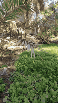 سلام علیکم اعید انشر بسبب ضروف المشتري بستان مع بیتین للبيع طابو زراعي سند 25 مساحة البستان مع البيتين 1463متر البيت الاول بناء جدید يحتوي على غرفتین وصاله واستقبال ومطبخ مساحة البيت الاول 
181متر يحتاج الی لبخ وارضيه البيت الثاني جاهز للسكن يحتوي على غرفتین وصاله واستقبال ومطبخ مساحة البیت الثاني 216متر العنوان الحیره قريه الليشان علی شارع الصنين قرب مدرسه احد الشراي يتصل على 
رقم ***********
