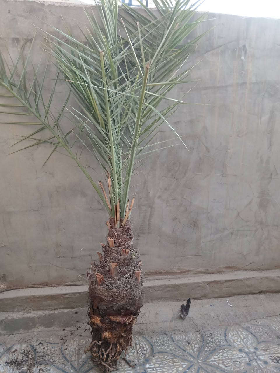 سلام عليكم نخل برحي وا مكتوم وا بريم وا مجهول للبيع العنوان بابل سده الهنديه رقم  ***********
